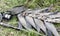 Wild fish-Siberian grayling and spinning on the grass after fishing