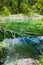 Wild fish swim in a forest lake with flooded trees in crystal clear water. Plitvice, National Park, Croatia