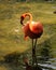 Wild flamingo
