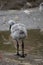 Wild flamingo baby walking to the water