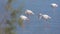 Wild Flamingo Birds in a Wetland Lake in a Real Natural Habitat