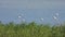 Wild Flamingo Birds in a Wetland Lake in a Real Natural Habitat