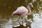 A wild flamingo in a pond on Galapagos