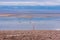 Wild flamingoes feeding from lagoon at Atacama desert