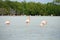 Wild Flamingoes in Rio Lagartos nature reserve