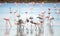 Wild flamingos at the salt lake of Larnaca, Cyprus