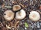 Wild Flat Field Mushrooms