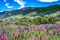 wild flora in Torres del Paine National Park, in Chilean Patagonia