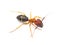 wild Florida carpenter ant, bull ant, Tortugas carpenter ant - Camponotus floridanus - are among the largest ants found in Florida