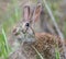 Wild Florida cottontail rabbit Sylvilagus floridanus