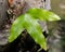 Wild Florida Phlebodium aureum - Cabbage Palm Fern Golden Polypody
