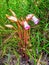 A wild flower along the mountains during the walk.