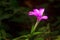 Wild flower, Barleria sp , Aarey Milk Colony , INDIA