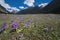 Wild flower blooming at Yumthang Valley,Lachung,Sikkim,India