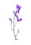 Wild flower bluebell isolated on white