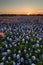 Wild flower Bluebonnet in Texas