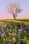 Wild flower Bluebonnet in Texas