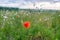 Wild Flower and Blurry Poppy Flower in Foreground