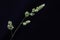 Wild flower briza maxima on dark