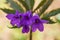 Wild flower - Cardamine glanduligera