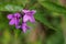 Wild flower - Cardamine glanduligera