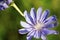 Wild flower Chicory close-up.