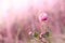 Wild flower clover. Pink flower in the field. Beautiful plant