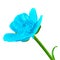 Wild flower cyan buttercup, isolated on a white background. Close-up. Element of design.