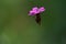 Wild flower Dianthus carthusianorum on the forest meadow. Known as Carthusian pink.