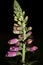 Wild flower digitalis purpurea family plantaginaceae modern botanical book high quality prints