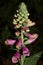 Wild flower digitalis purpurea family plantaginaceae modern botanical book high quality prints