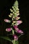 Wild flower digitalis purpurea family plantaginaceae modern botanical book high quality prints