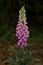 Wild flower digitalis purpurea family plantaginaceae modern botanical book high quality prints