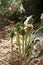 Wild flower dracunculus vulgaris araceae family crete island macro background modern high quality prints