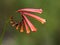 Wild flower with fibonacci sequence