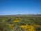 Wild flower field blooming in spring in the valley