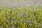 Wild flower fields in the plain of Castelluccio di Norcia. Apennines, Italy