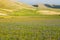 Wild flower fields in the plain of Castelluccio di Norcia. Umbria, Italy