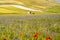 Wild flower fields in the plain of Castelluccio di Norcia. Umbria, Italy