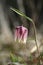 Wild flower, Fritillaria meleagris