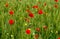 Wild flower garden with poppies with morning sun