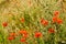 Wild flower garden with poppies with morning sunlight