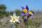 Wild flower. Greater pasque flower.