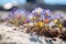 Wild flower growing out of snow with variable colors in early Spring.