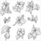 Wild flower or hibiscus plant blossom isolated sketches