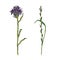 Wild flower illustration. Thistle medecine herbal. Vector watercolor effect.