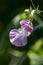 Wild flower Impatiens glandulifera family balsaminaceae macro background fine art in high quality prints products fifty megapixels
