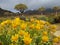 Wild flower landscape, Namaqualand, South Africa