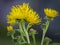 A wild flower with many inflorescences is blooming.