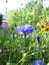 Wild flower meadow